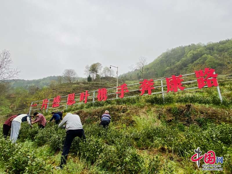 山海情深共筑梦 东西协作谱新篇