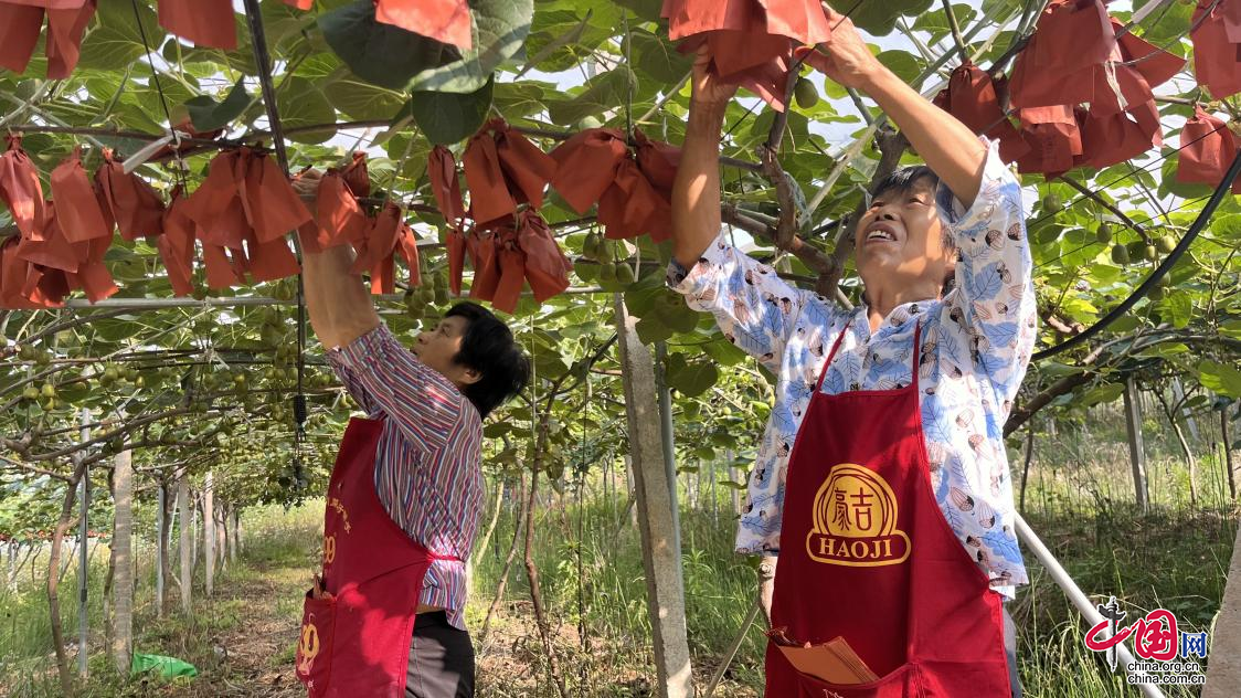 蒼溪縣：科學管護助豐收 “穿衣套袋”忙生長