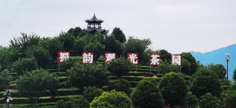 時(shí)代光影 百部川揚(yáng) 進(jìn)基層走進(jìn)萬源市固軍鎮(zhèn)三清廟村巴山云海富硒茶基地