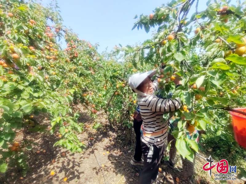 廣元市朝天區(qū)：小水果產(chǎn)業(yè)鋪就鄉(xiāng)村振興“杏”福路