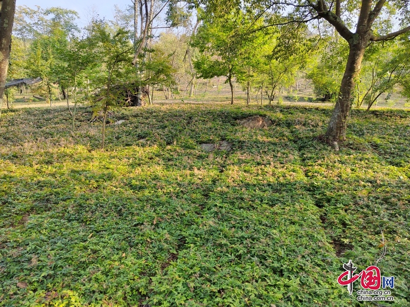 雙向奔赴謀共贏 綿青攜手一家親