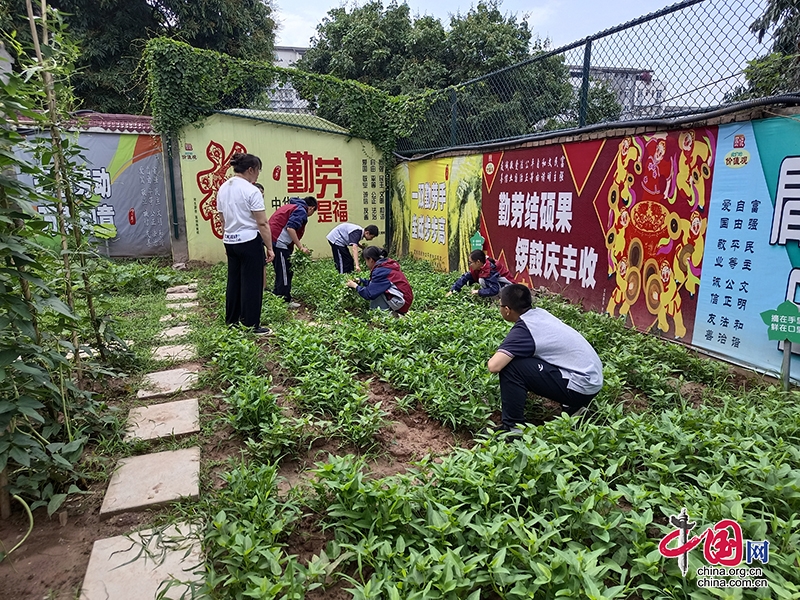 瀘州十中：勞動基地迎豐收 學子採摘蔬菜忙