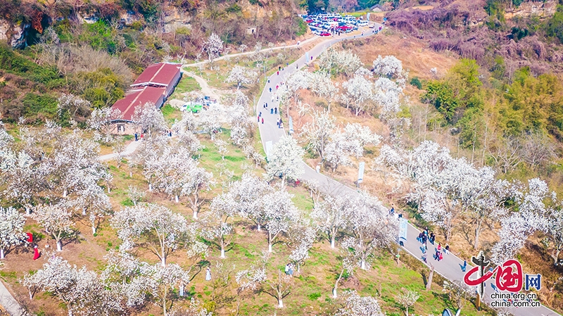 自貢市大安區(qū)為古梨樹群制定專項保護管理辦法