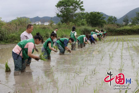 將思政課堂搬到田間地頭！貴州黔南科技學(xué)院26名師生下田助農(nóng)種植水稻