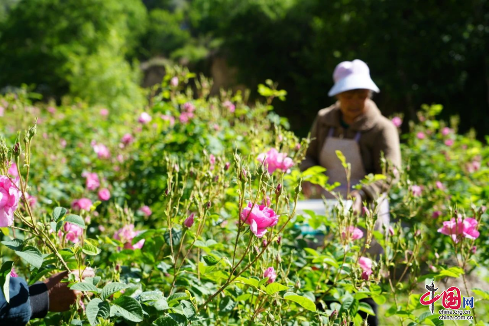 阿壩州小金縣迎來高原玫瑰採摘季