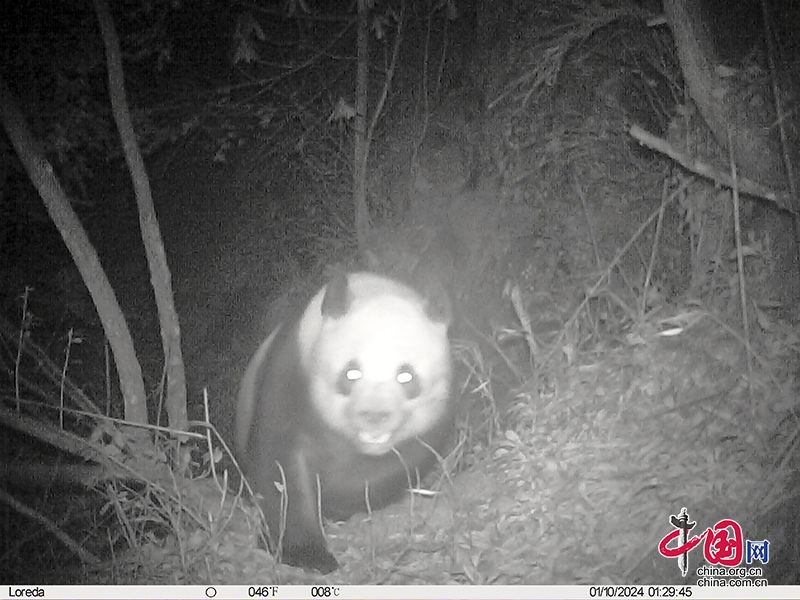 野生大熊猫5个月“打卡”3次　绵竹市生态环境持续向好