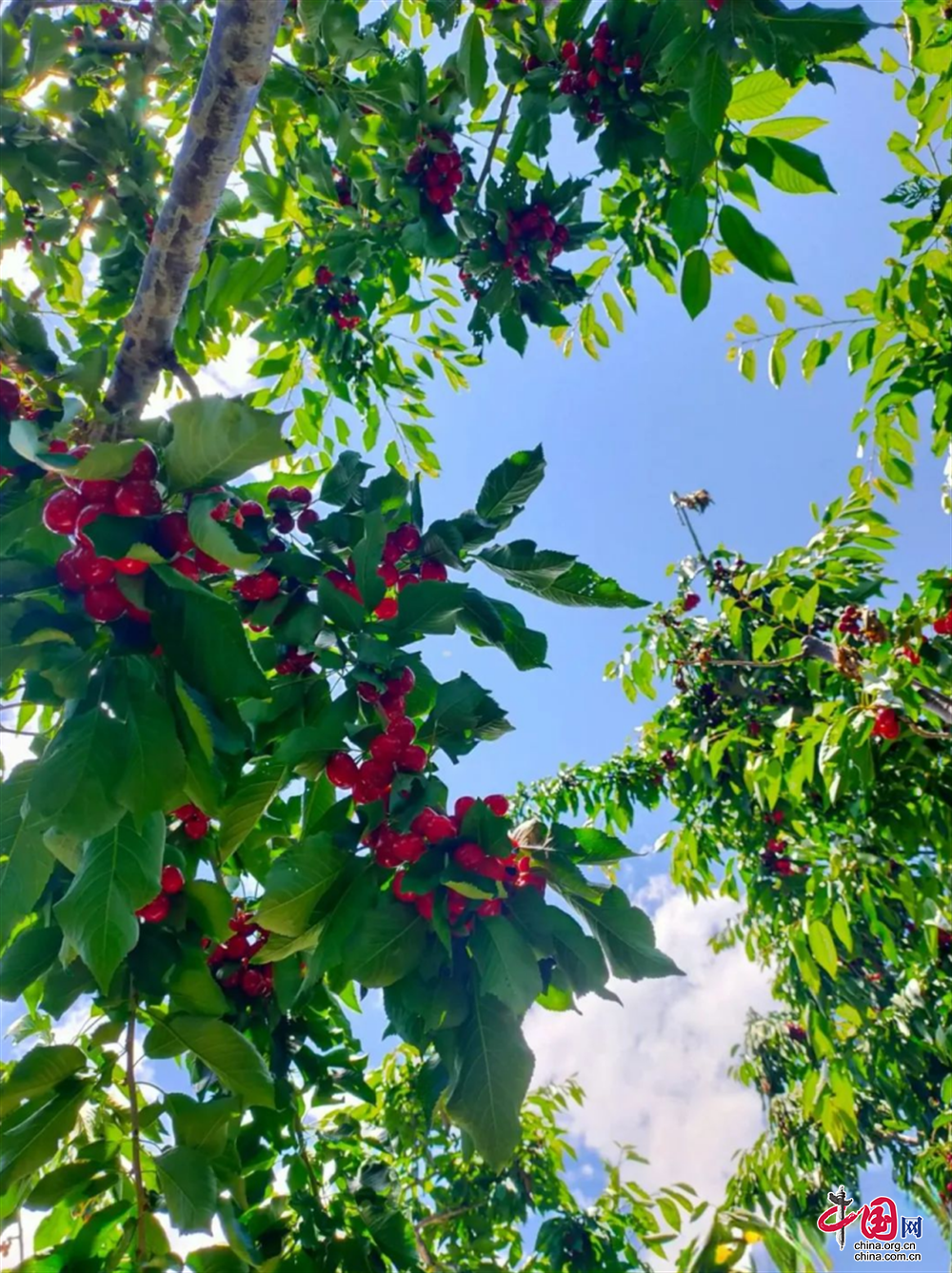 Summer time丨Cherry in Zengjiashan Has Matured