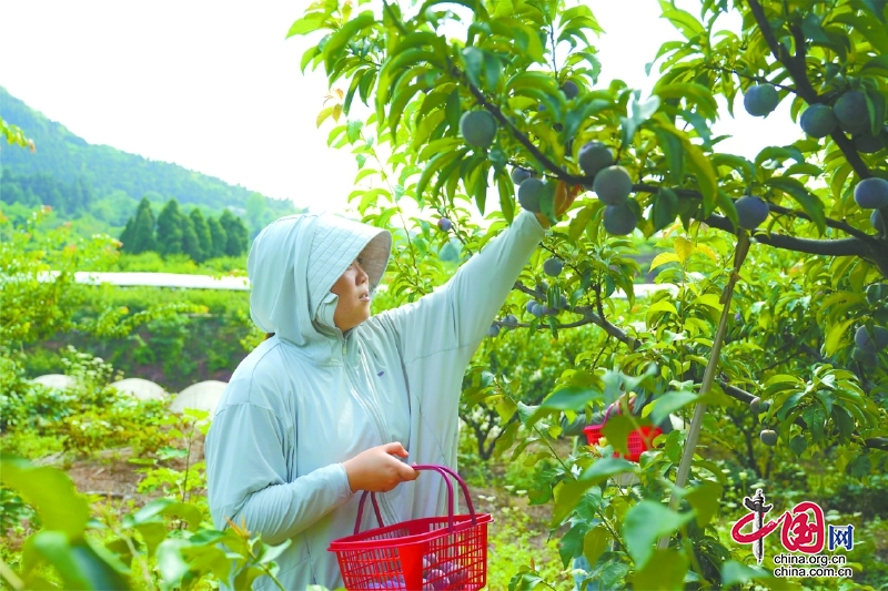 南充市嘉陵區(qū)曲水鎮(zhèn)：夏季果飄香 園中采摘忙