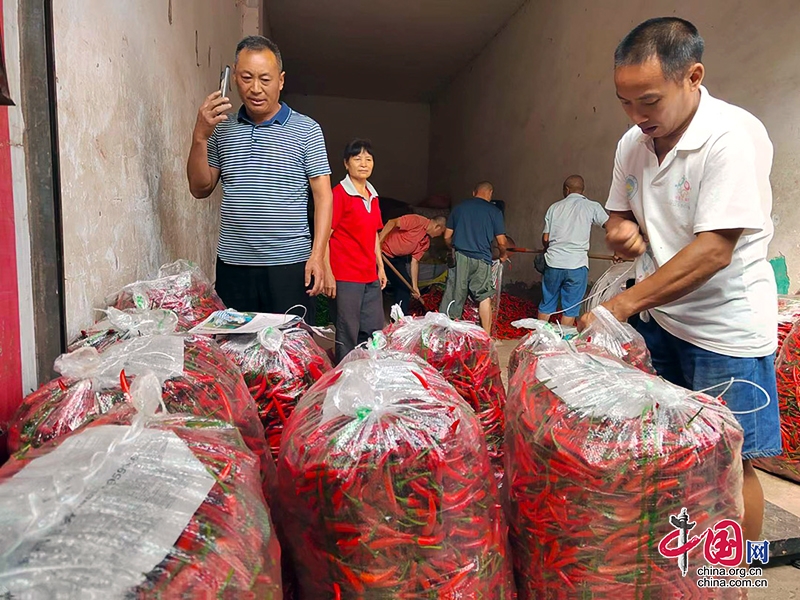 自貢市榮縣樂德鎮紅海椒豐收季 助力鄉村振興