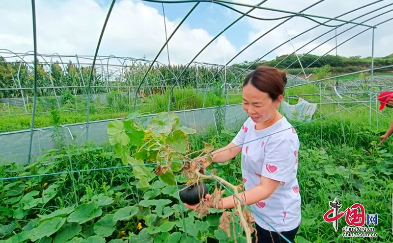 自貢市大安區高峰村貝貝南瓜喜獲豐收 實現線上線下同步銷售