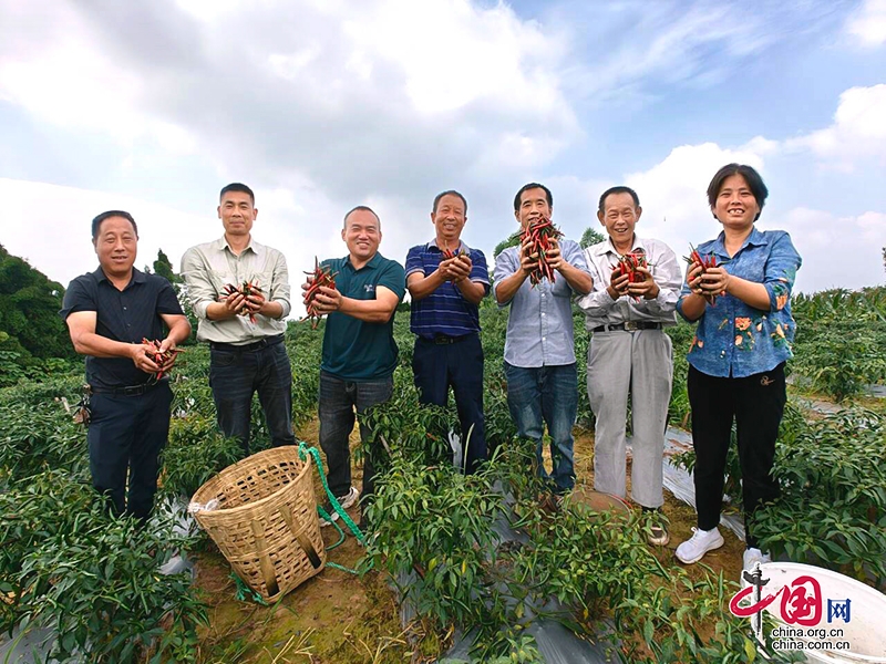 自贡荣县乐德镇“乐德红”辣椒喜获丰收 助力乡村振兴