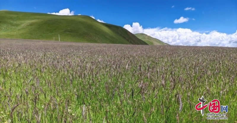甘孜州成功选育首个高寒草地适生草品种