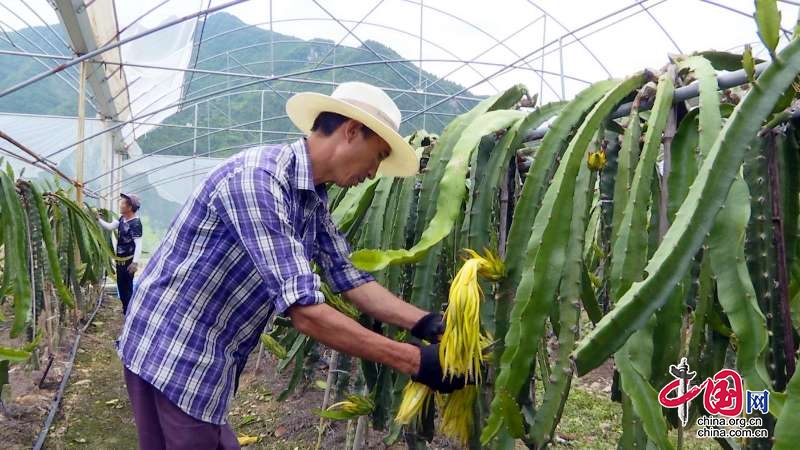 廣元市朝天區(qū)：火龍果產(chǎn)業(yè)讓群眾日子更紅火