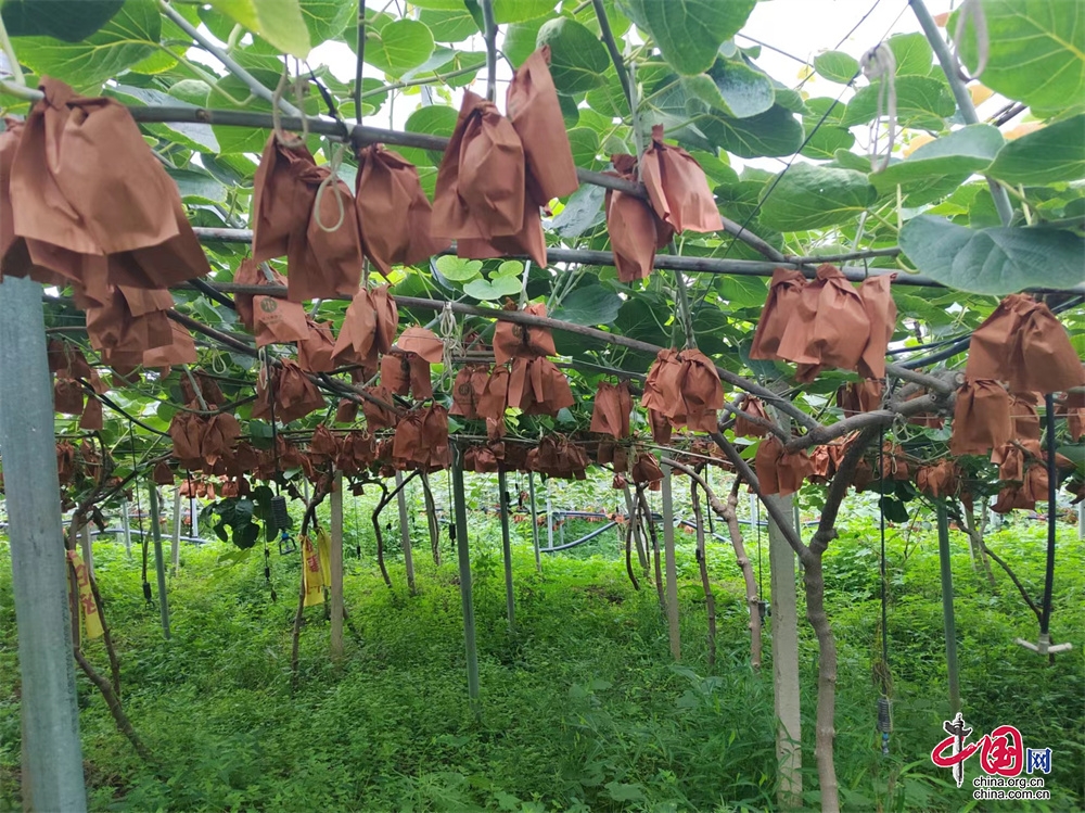 Sichuan Cangxi: El kiwi tiene buen crecimiento y se espera una cosecha abundante