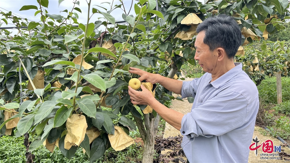 Sichuan Cangxi: Cuidado de las peras Cuiguan antes de su cosecha