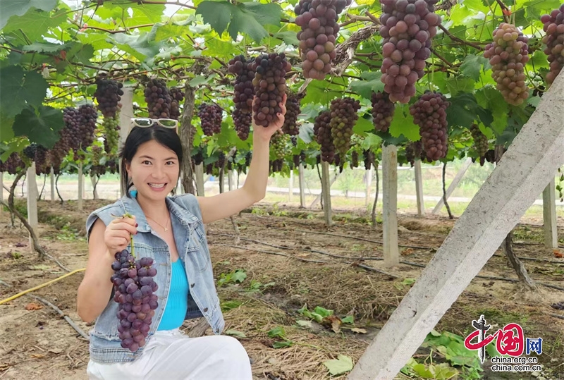 “葡”香四溢，令人“萄”醉！四川華鎣山的葡萄成熟了