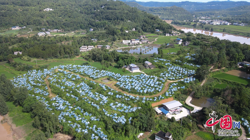 ?蒼溪縣云峰鎮(zhèn)：180余畝青脆李熟了