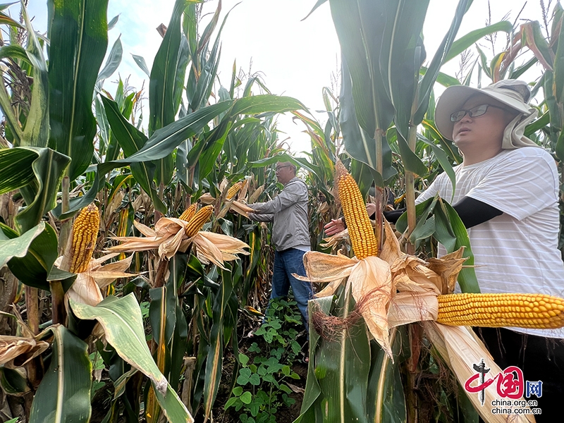 自貢市榮縣24萬(wàn)畝玉米喜迎豐收季