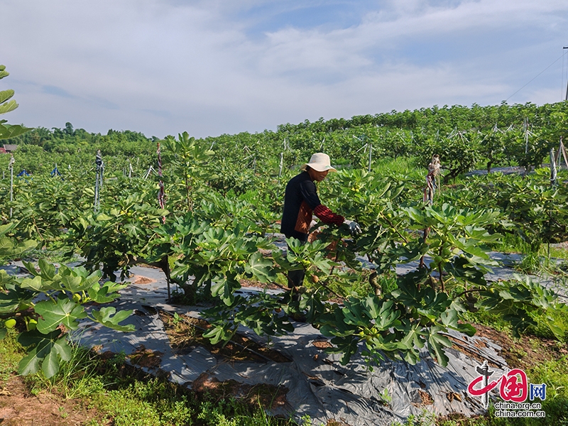 自貢市富順縣龍萬鄉無花果產業迎來豐收季