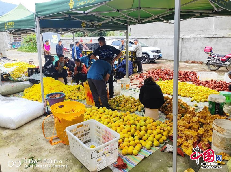 以“玉露蟠桃”为主的13个黄桃系列品种落户四川石棉，鲜果黄桃依次上市投产见效！