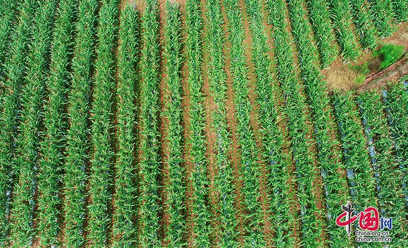 自贡市贡井区大豆玉米套作模式助力农民增收
