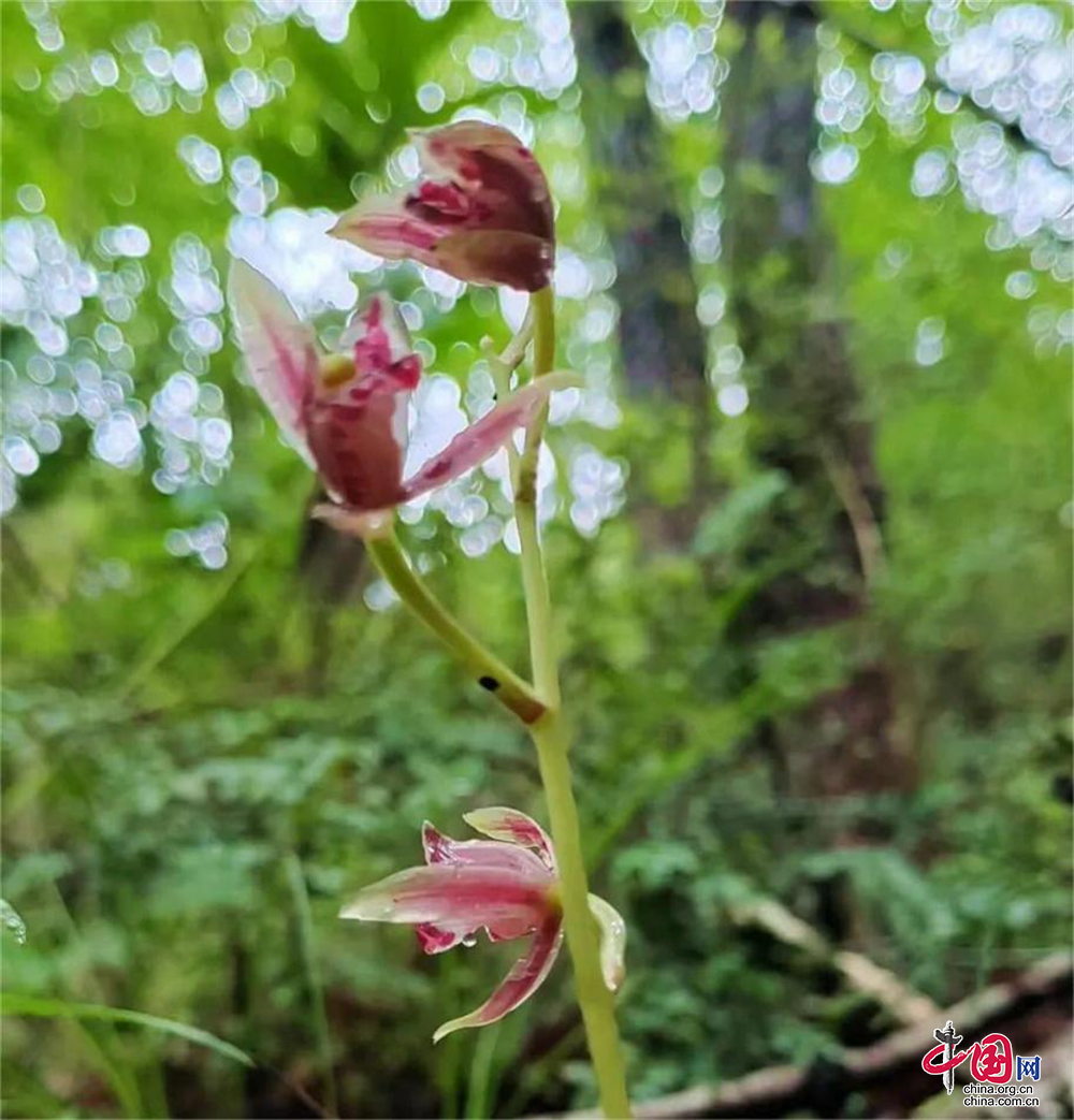 成都金堂发现龙泉山脉唯一的国家二级保护植物大根兰