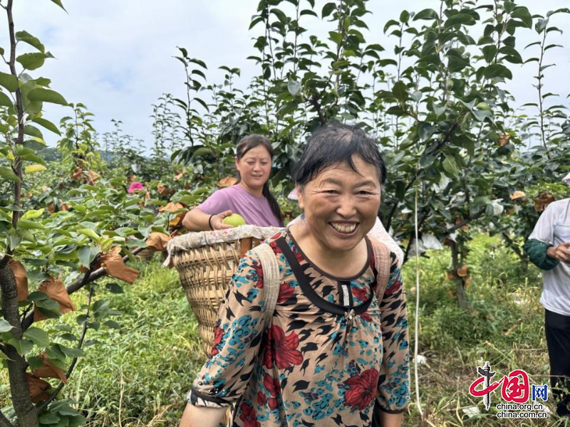 蒼溪縣五龍鎮(zhèn)：梨香滿園 碩果話豐收