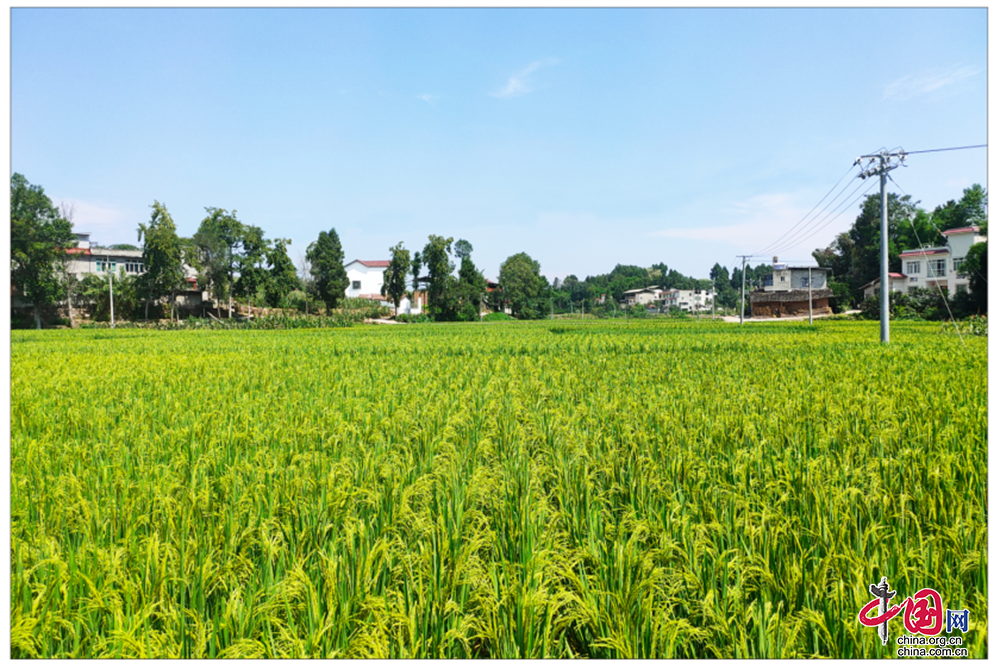 成都市首个村级粮油专家工作站在金堂县又新镇万安村成立