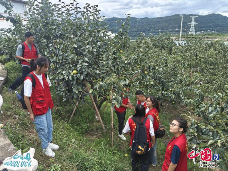 苍溪县：为乡村振兴注入青春活力