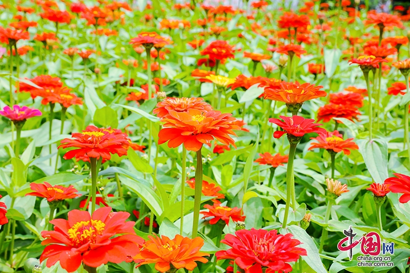 自贡市贡井区花香田园百日菊盛开 绘就夏日缤纷画卷