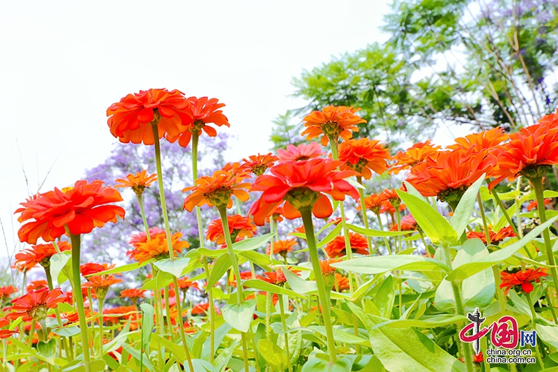 自贡市贡井区花香田园百日菊盛开 绘就夏日缤纷画卷